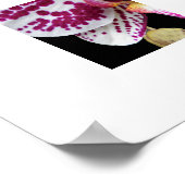 Harlequin Phalaenopsis Orchide Bloei Bloemig Poster (Hoek)
