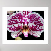 Harlequin Phalaenopsis Orchide Bloei Bloemig Poster (Voorkant)