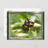 Harlequin stink bug agenda ~ briefkaart (Voorkant / Achterkant)