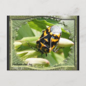 Harlequin stink bug agenda ~ briefkaart (Voorkant)