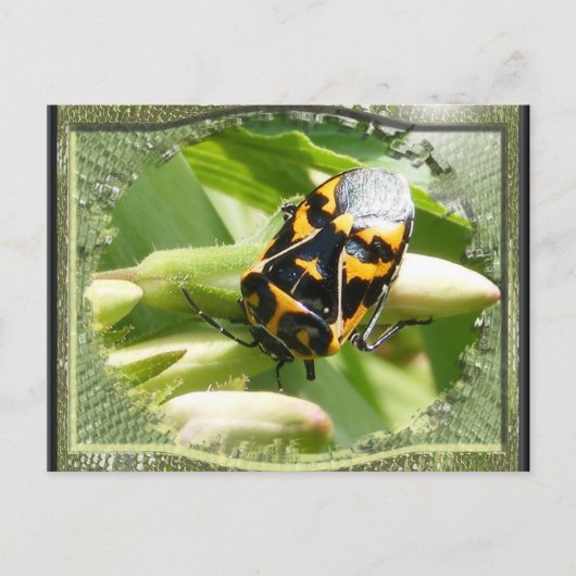Harlequin stink bug ~ briefkaart (Voorkant)