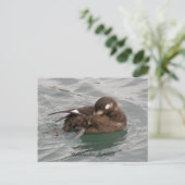 Harlequin Vrouw Duck Preening on Water Briefkaart (Staand voorkant)