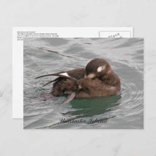 Harlequin Vrouw Duck Preening on Water Briefkaart (Voorkant / Achterkant)