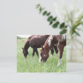 Harley & Sugar Grazing Briefkaart (Staand voorkant)