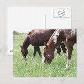 Harley & Sugar Grazing Briefkaart (Voorkant / Achterkant)