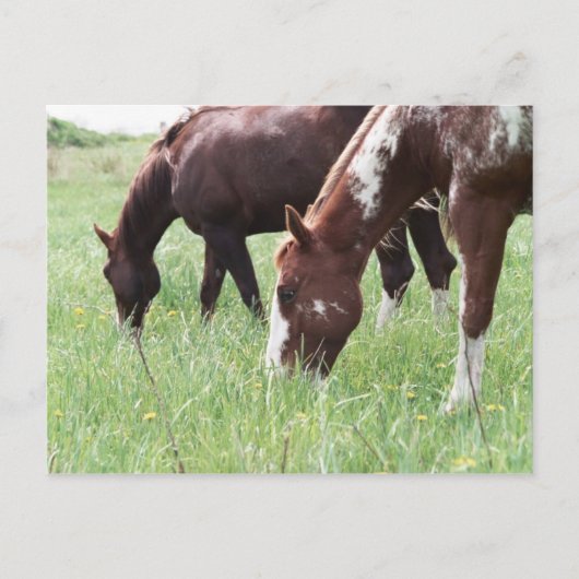 Harley & Sugar Grazing Briefkaart (Voorkant)