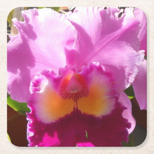 Harlinde Kartonnen Onderzetters (Voorkant)