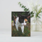 Harmony, mijn calicakat briefkaart (Staand voorkant)