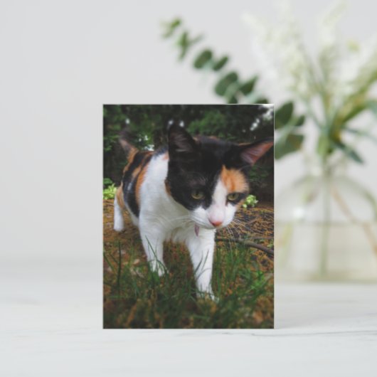 Harmony, mijn calicakat briefkaart (Staand voorkant)