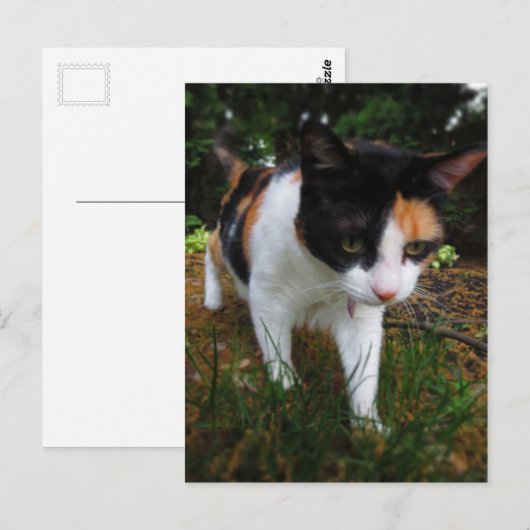 Harmony, mijn calicakat briefkaart (Voorkant / Achterkant)