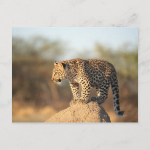 Harnas Wildlife Sanctuary, Namibië Briefkaart