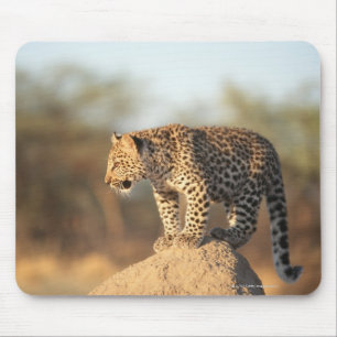Harnas Wildlife Sanctuary, Namibië Muismat