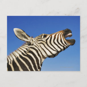 Harnas Wildlife Sanctuary, Namibië, Zuid Briefkaart