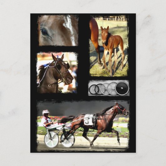 Harness Racing Sport Briefkaart (Voorkant)