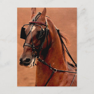 Harness Saddlebred Digital Art Briefkaart