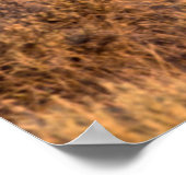 Harney County Wild horse stand alert Poster (Hoek)