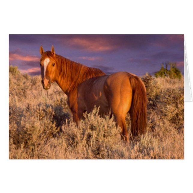 Harney County Wilde paard staat alert (Voorkant Horizontaal)