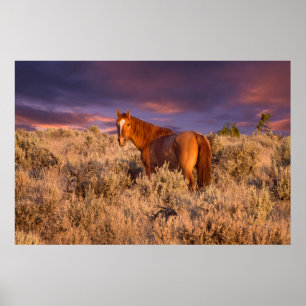 Harney County Wilde paard staat alert Poster
