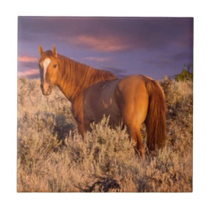 Harney County Wilde paard staat alert Tegeltje