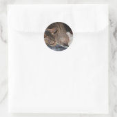 Harold The Hedegel Sticker (Tas)