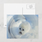 Harp Seal Briefkaart (Voorkant / Achterkant)