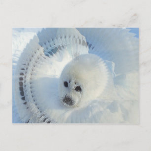 Harp Seal Briefkaart