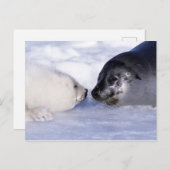 Harp Seal Moeder met Pup Briefkaart (Voorkant / Achterkant)