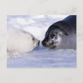Harp Seal Moeder met Pup Briefkaart (Voorkant)