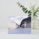 Harp Seal Moeder met Pup Briefkaart (Staand voorkant)