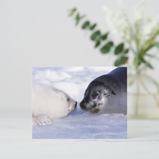 Harp Seal Moeder met Pup Briefkaart (Staand voorkant)