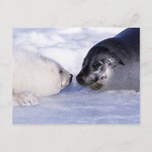 Harp Seal Moeder met Pup Briefkaart