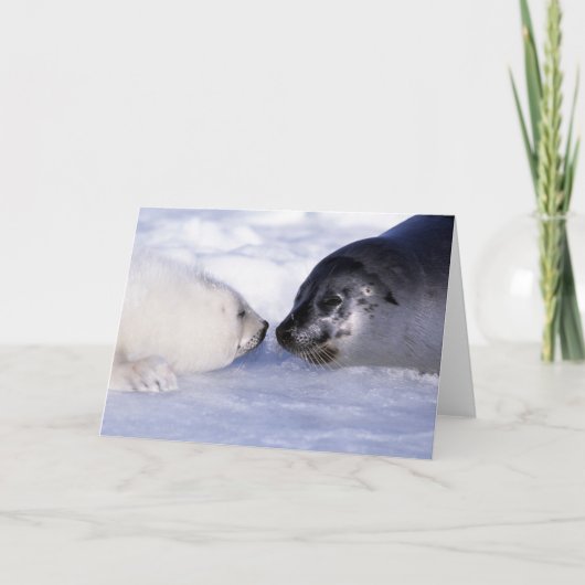 Harp Seal Moeder met Pup Kaart (Voorkant)