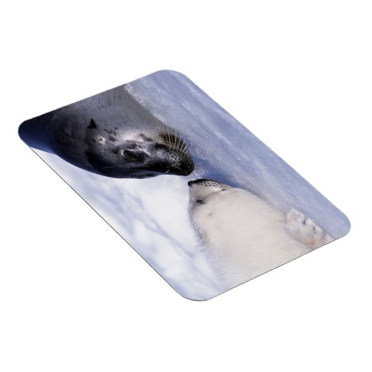 Harp Seal Moeder met Pup Magneet (Rechterzijde)