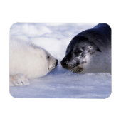 Harp Seal Moeder met Pup Magneet (Horizontaal)