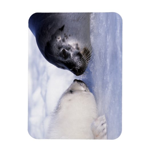Harp Seal Moeder met Pup Magneet (Verticaal)