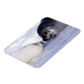 Harp Seal Moeder met Pup Magneet (Linkerzijde)