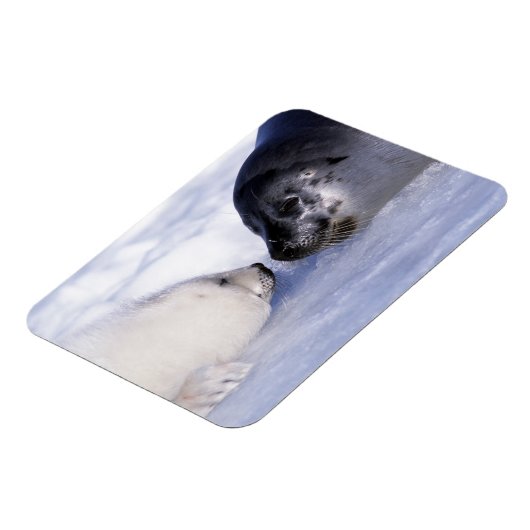 Harp Seal Moeder met Pup Magneet (Linkerzijde)
