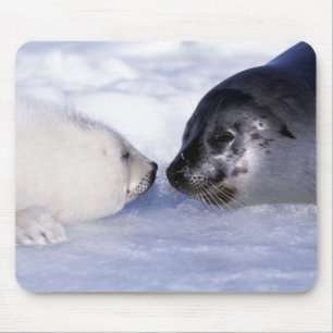 Harp Seal Moeder met Pup Muismat