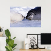 Harp Seal Moeder met Pup Poster (Thuiskantoor)