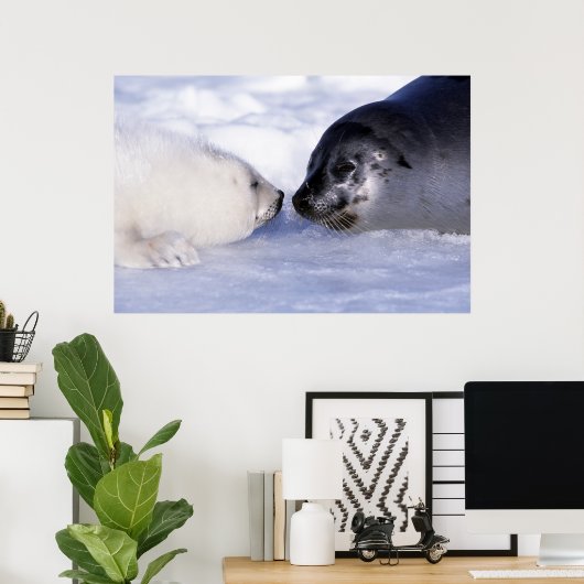 Harp Seal Moeder met Pup Poster (Thuiskantoor)