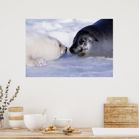 Harp Seal Moeder met Pup Poster (Keuken)