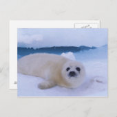 Harp Seal Noord-Amerika, Canada, Quebec Briefkaart (Voorkant / Achterkant)