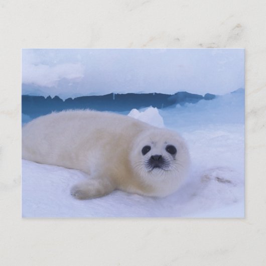 Harp Seal Noord-Amerika, Canada, Quebec Briefkaart (Voorkant)