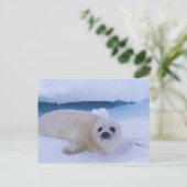 Harp Seal Noord-Amerika, Canada, Quebec Briefkaart (Staand voorkant)