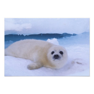 Harp Seal Noord-Amerika, Canada, Quebec Foto Afdruk