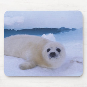 Harp Seal Noord-Amerika, Canada, Quebec Muismat