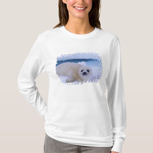 Harp Seal Noord-Amerika, Canada, Quebec T-shirt (Voorkant)