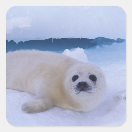 Harp Seal Noord-Amerika, Canada, Quebec Vierkante Sticker (Voorkant)