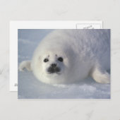 Harp seal Phoca Groenlandica) A week-old harp Briefkaart (Voorkant / Achterkant)