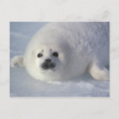 Harp seal Phoca Groenlandica) A week-old harp Briefkaart (Voorkant)
